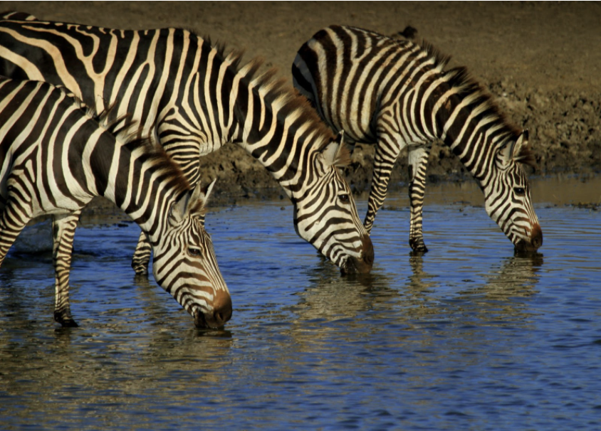 zebre bevendo