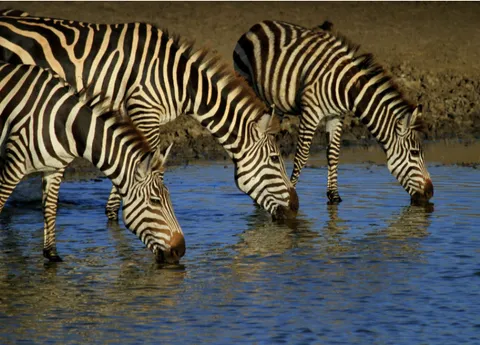 zebre bevendo